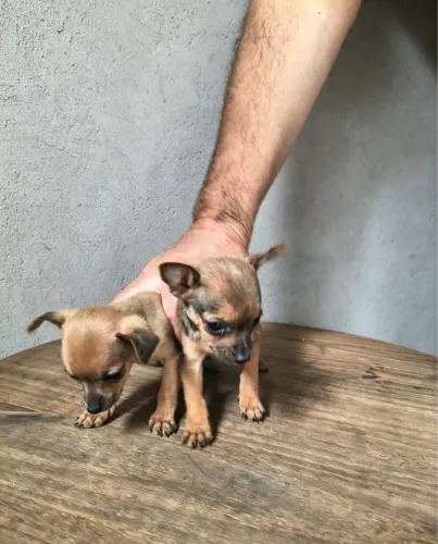 Filhotes lindos