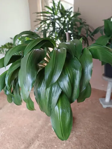 Vaso de plantas