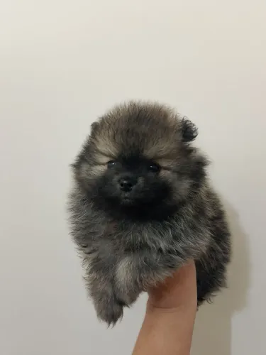 Vendo filhote de Lulu da Pomerânia