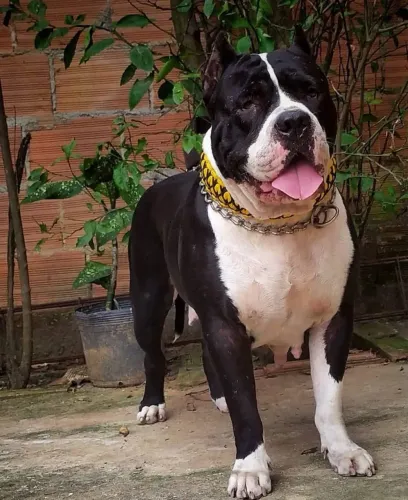 Filhotes de American buly com pedigree 