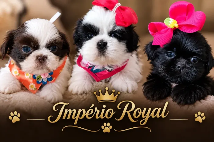 Shihtzu Fêmeas e Machinhos! Em até 10 x no Cartão! * Império Royal*