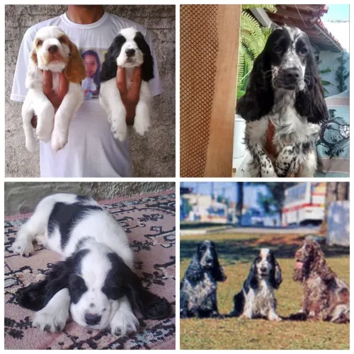 COCKER SPANIEL INGLÊS CANIL