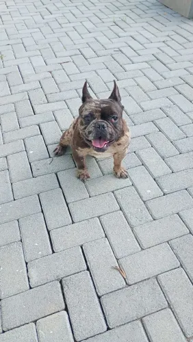 Bulldog francês macho