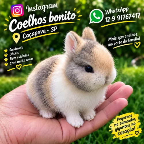 Coelho anão harlequim Netherland Dwarf 