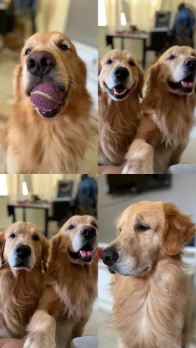 Golden Retriever disponível para cruza