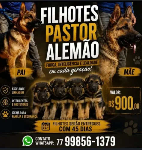 Filhote de Pastor Alemão