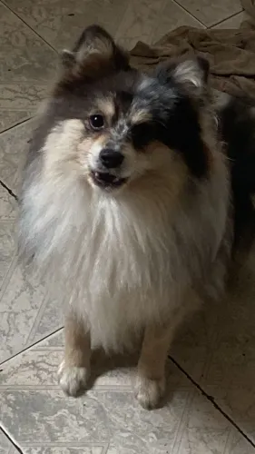 Spitz macho e Merle 10 mês