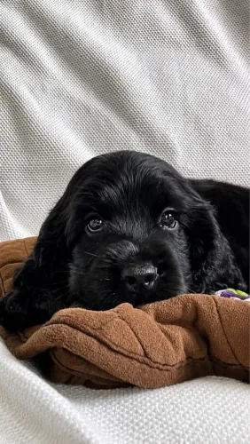 Cocker Spaniel Inglês