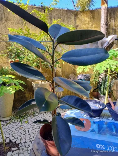 Ficus Elástica 70 cm