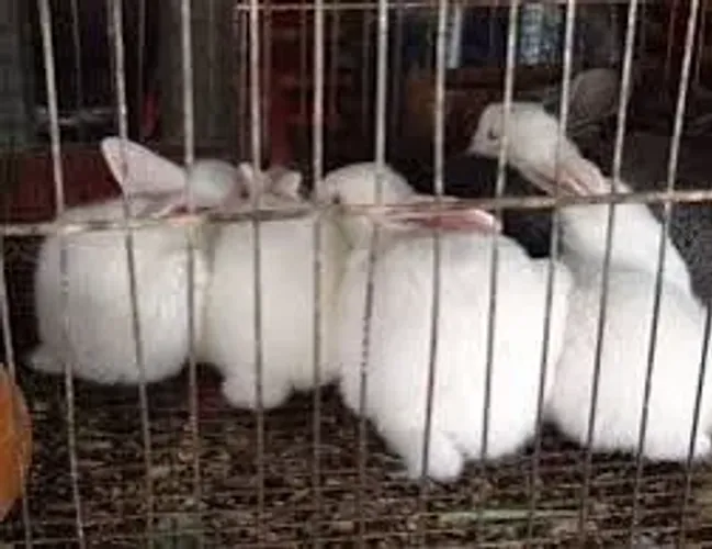 Animal