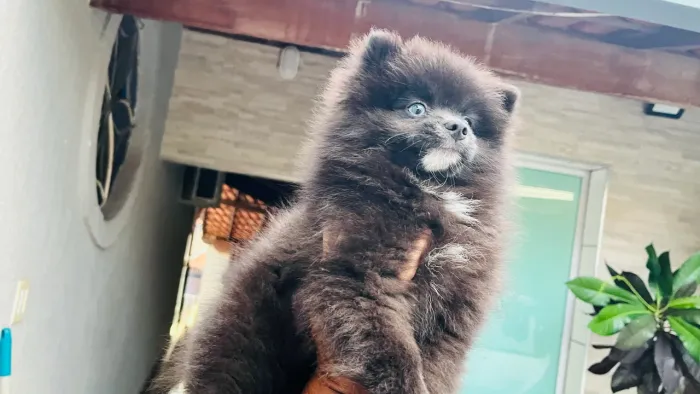 Pomsky Ninhada F3 Macho e Fêmea 