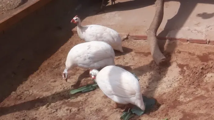 Galinha da angola