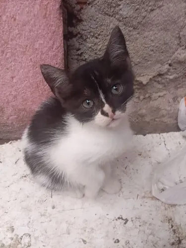 Filhotes de gato