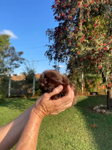 Shih-tzu fêmea chocolate com pedigree 