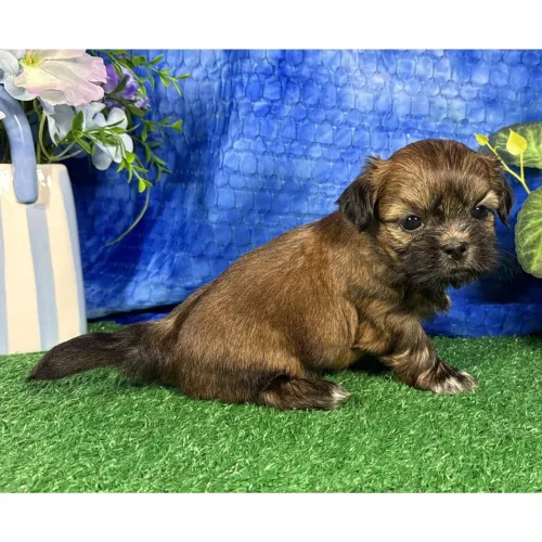 Shih tzu:Doçura em quatro patas