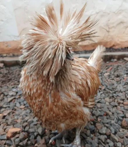 Troco galinha ornamental por franga