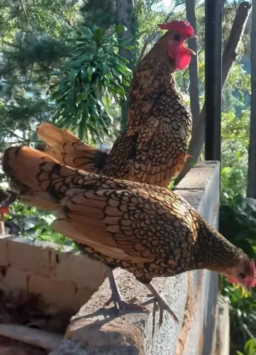Frango sebringt macho