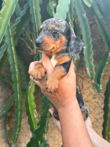 Dachshund