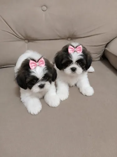 Filhotes de Shih Tzu