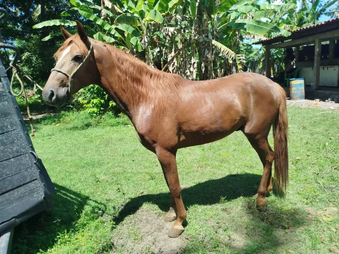 Potro mangalarga primeira muda