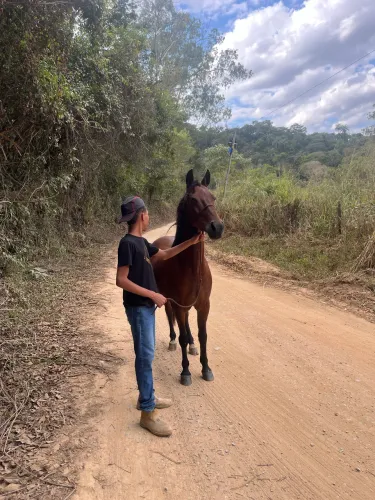 Vendo cavalo extra 