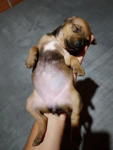 Cachorro 