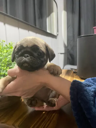 Vendo filhote de pug