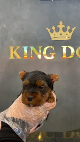 Conheça Nossos Filhotes de Yorkshire Terrier | O Companheiro Ideal