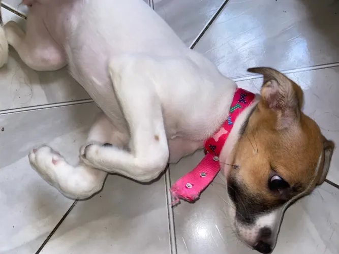 Cachorra de 2 meses para adoção 