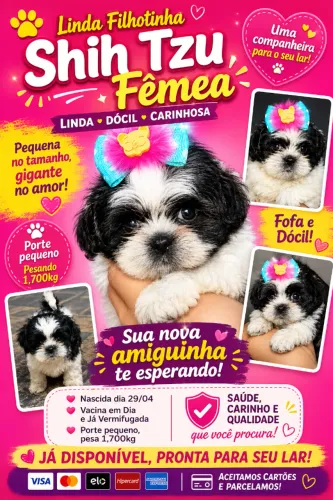 Filhote Shitzu Fêmea