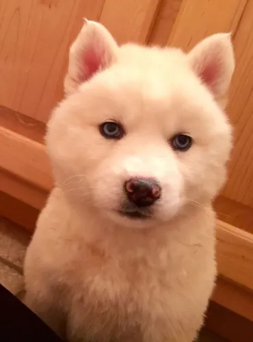 Filhotes de Husky Siberiano | Vive distribuindo amor.