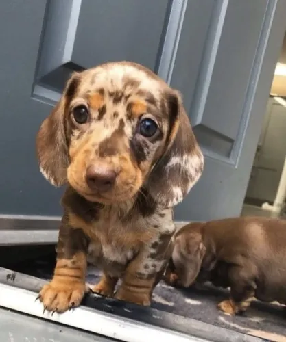 Lindos Filhotes de Teckel/Salsicha/Basset para o Dia dos Namorados