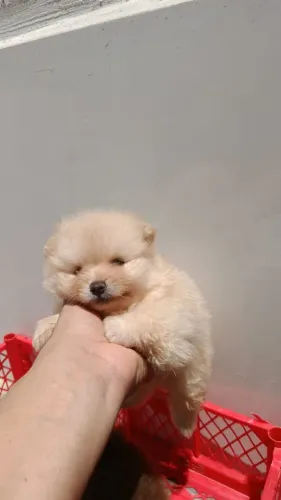 Filhote de Lulu da pomerânia 