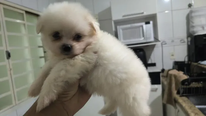 Fêmea linda de ( lulu com shis tzu) na cor branca