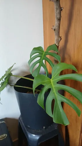 Monstera (costela de adão) - medias