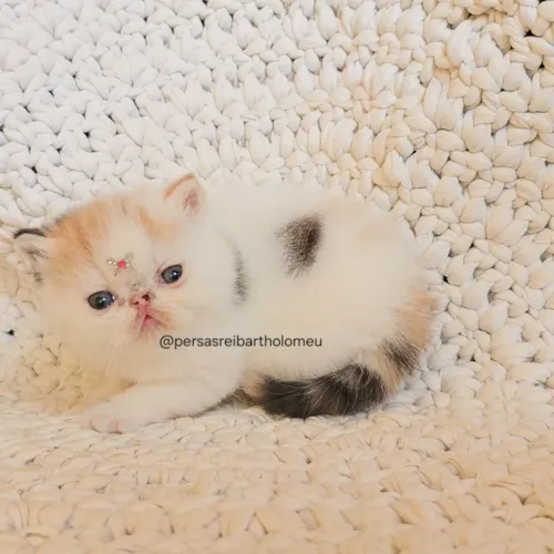 Exotic Shorthair ( Persa Exótico Pelo curto ) Leia todo descrição!
