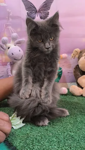 Maine Coon 