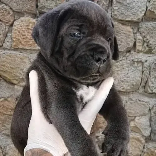 Cane corso filhotes 