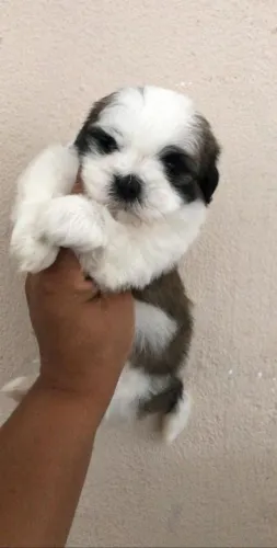 Shih Tzu adorável