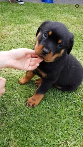Rottweiler O parceiro ideal de quatro patas está te esperando