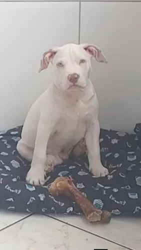 FILHOTE PITBULL RED NOSE ALBINO MACHO