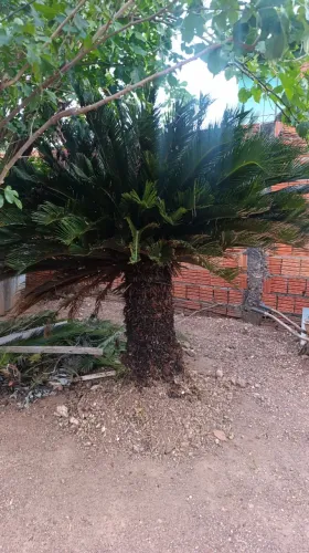 Cica Matriz +de 1,60cm com mudas