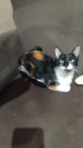 Animais de estimação 