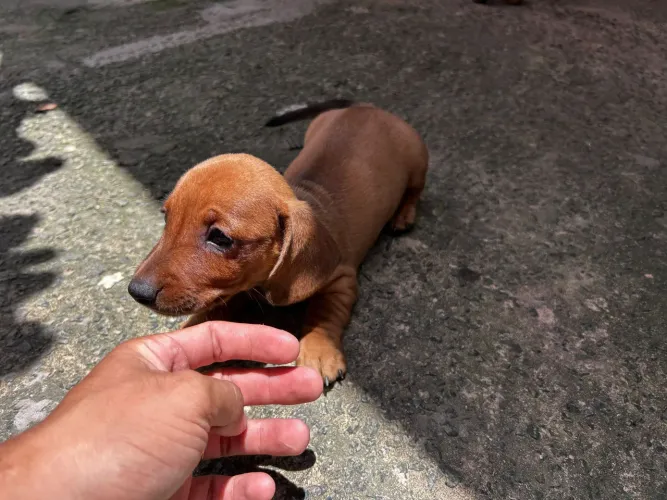 FILHOTE MACHO DACHSHUND (salsicha)