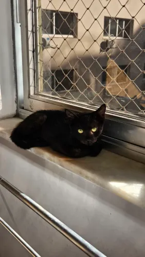 Gatinhos para adoção
