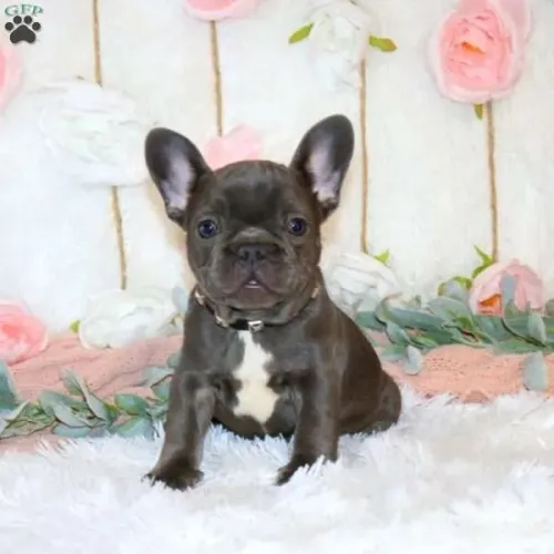 Bulldog Francês Macho/Fêmea - Entrega Hoje