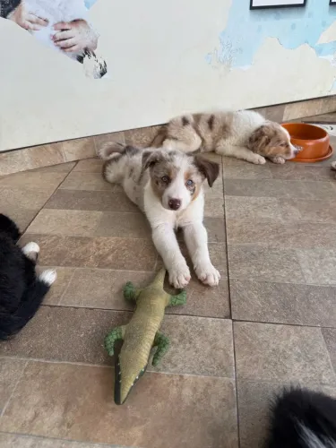 Filhote de Border Collie