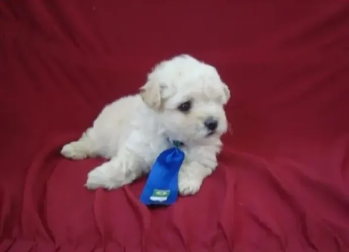 Poodle