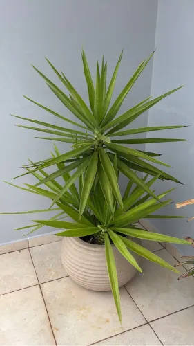 Vaso com planta