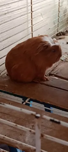 Porquinho da índia macho